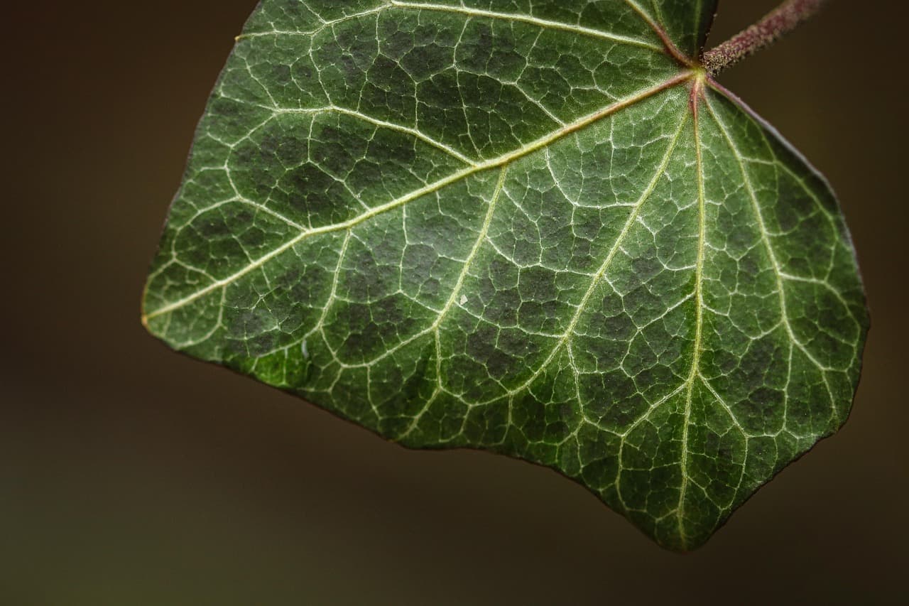 Close-up of poison ivy plant with three glossy green leaflets in a New Jersey woodland setting