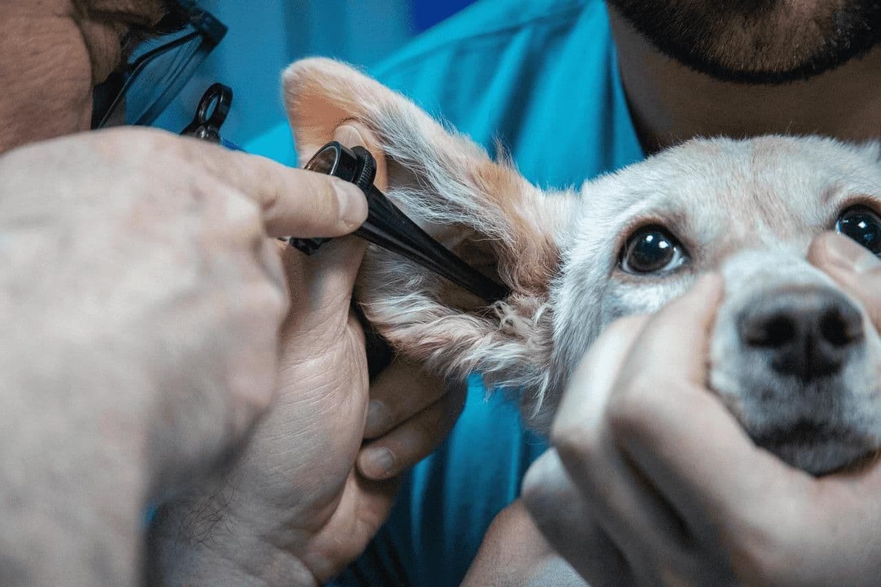 Pediatrician examining a young child's ear with an otoscope